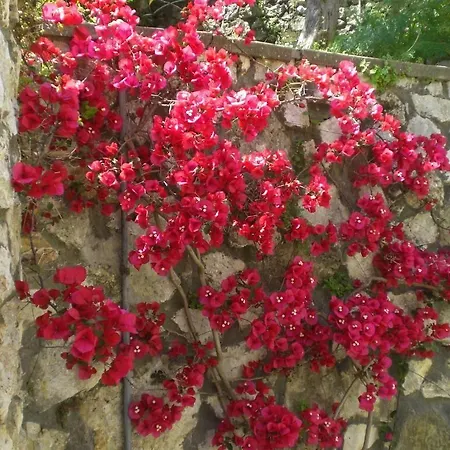 Casa Augusto Alojamento de Acomodação e Pequeno-almoço Capri