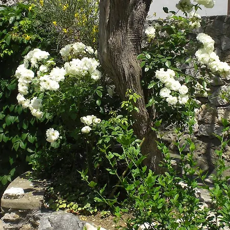 Casa Augusto Bed & Breakfast Capri