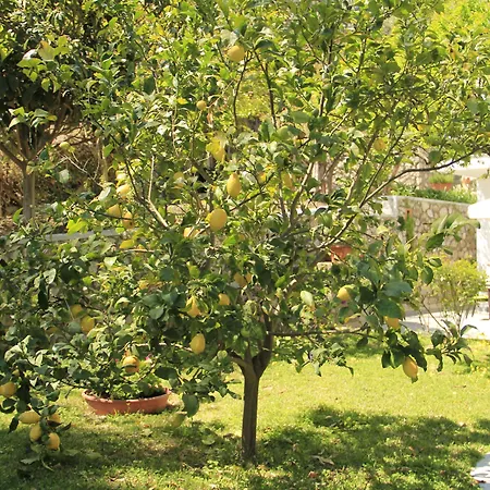 Casa Augusto Bed and Breakfast Κάπρι